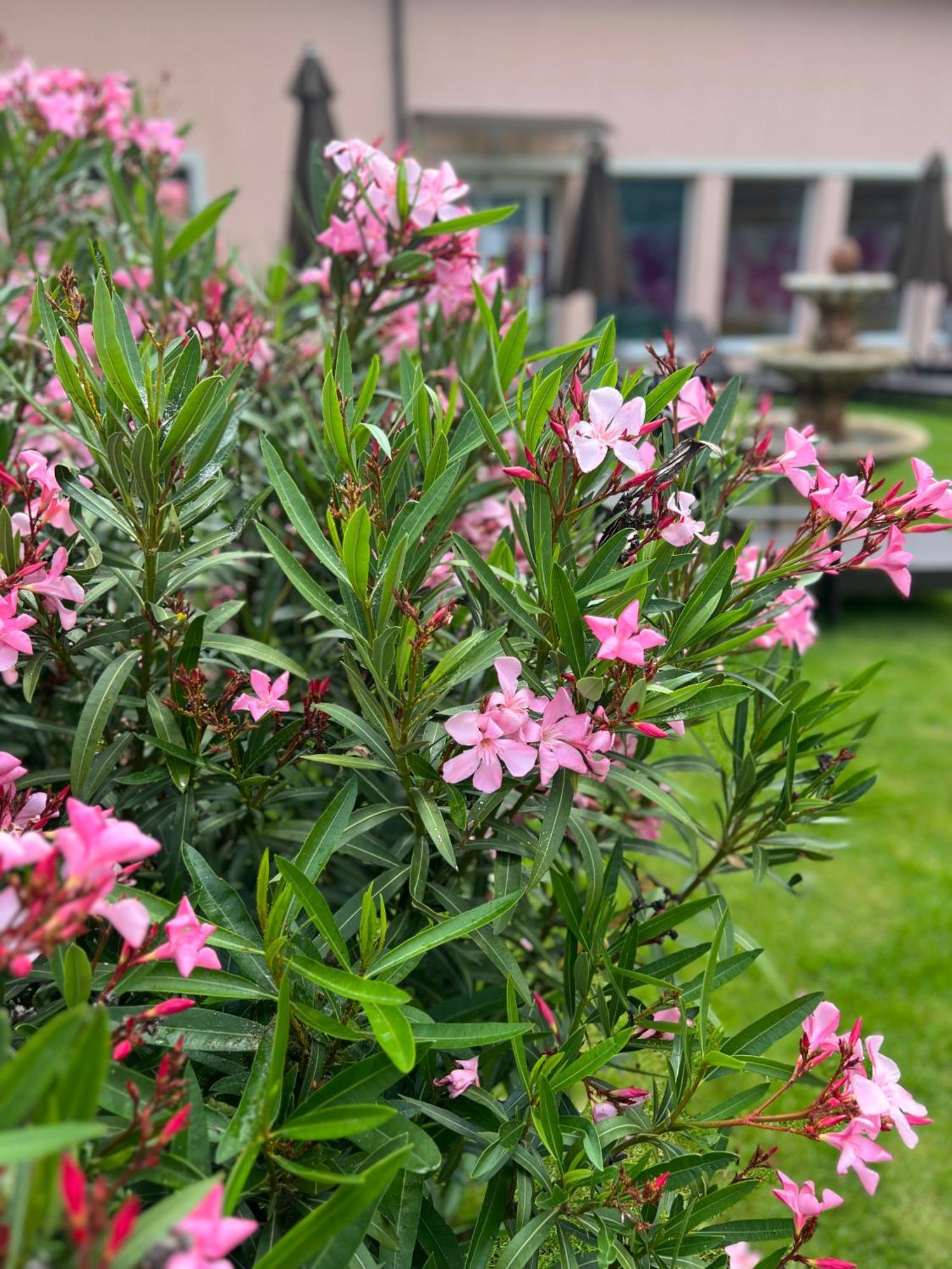 Spa & Wellness Hotel Orchidea Veľký Meder 外观 照片
